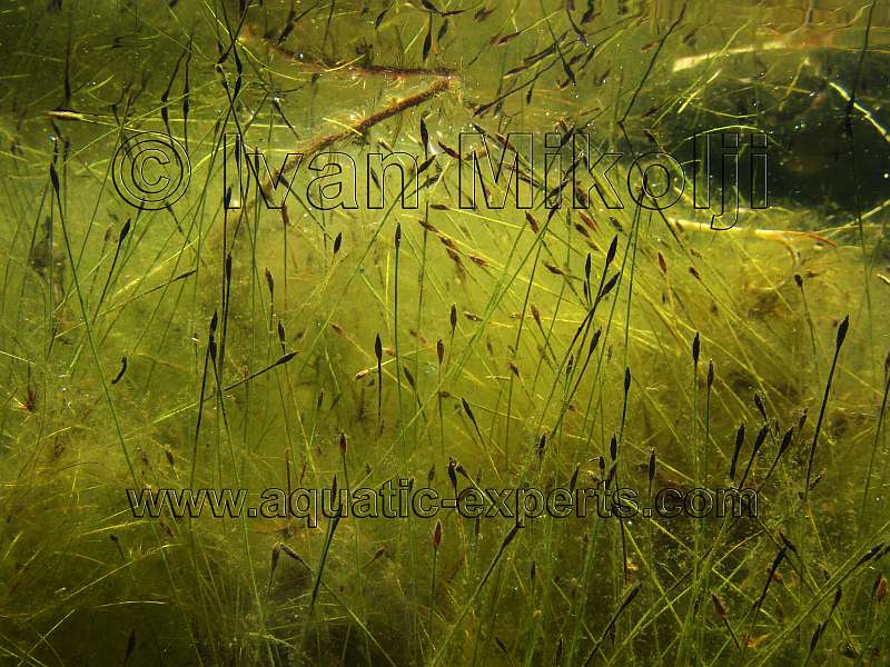 rare aquarium plants
